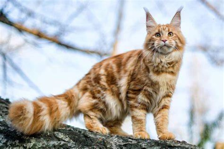 Maine Coon Cat 1